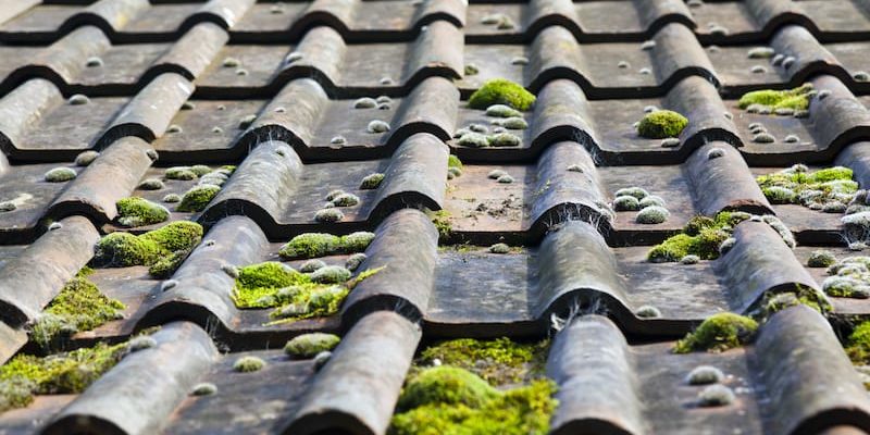 Removing Moss from your roof